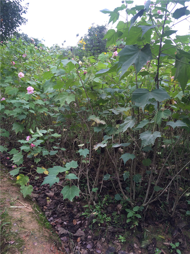 木芙蓉
